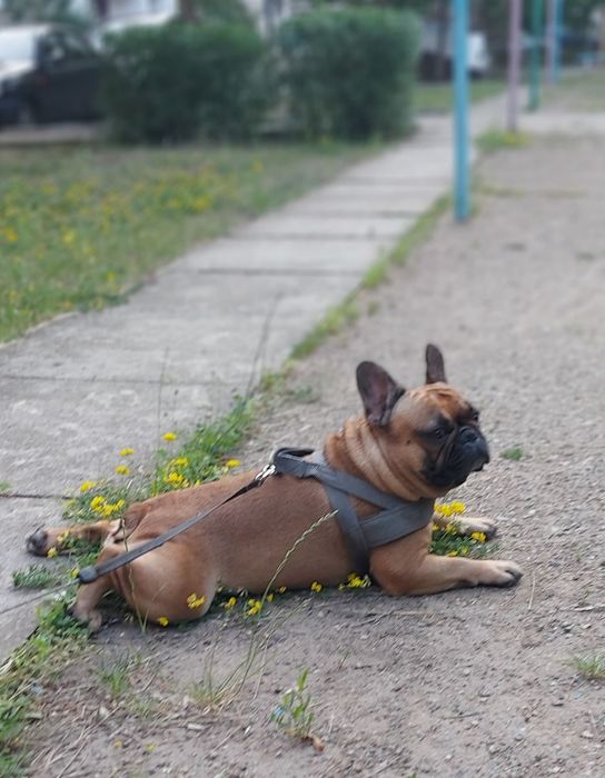 Француз ищет невесту