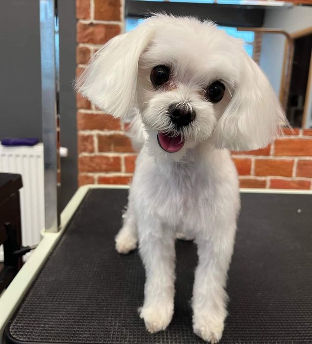 Maltańczyk Reproduktor Krycie ZHPR UCI