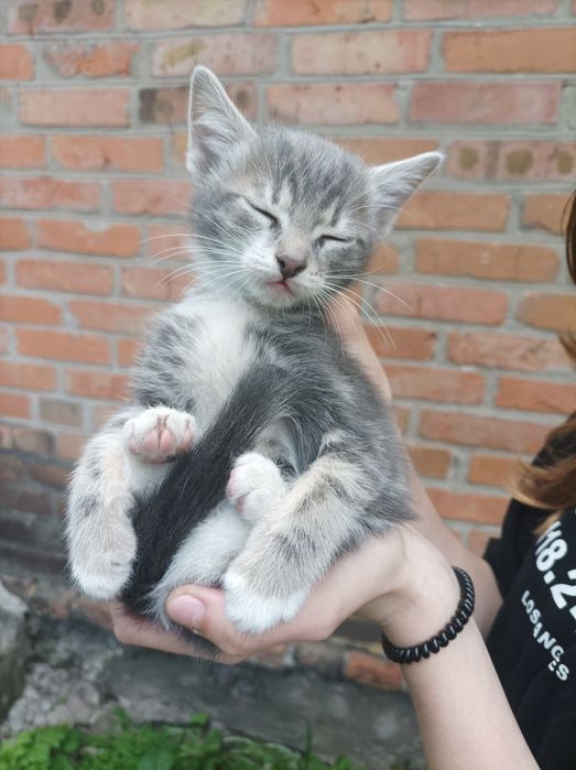 Кошенята в добрі руки