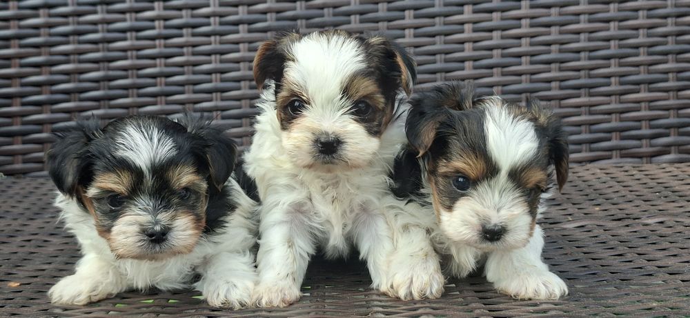 Pieski Yorkshire terrier biewer  z metryką