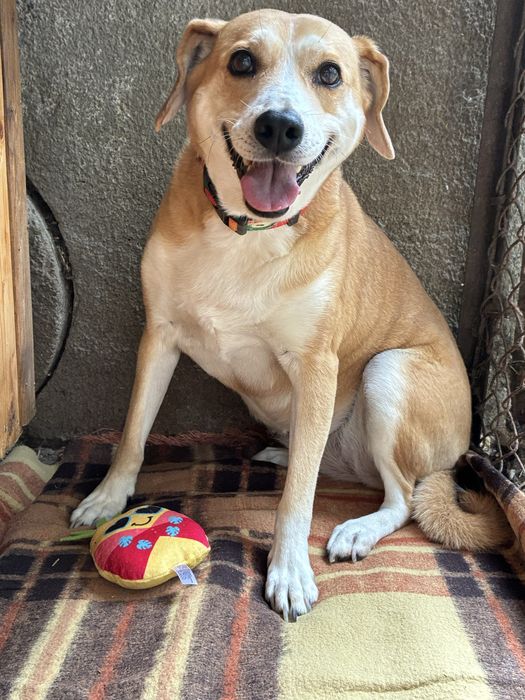 Suczka do adopcji