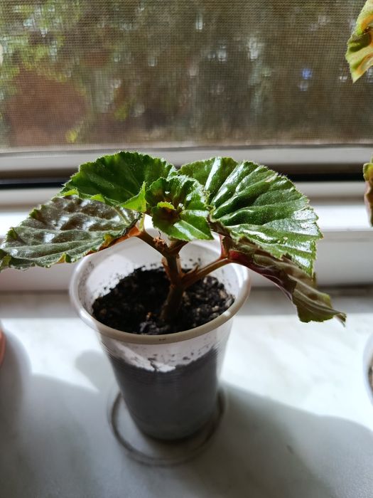 Продам кімнатні рослини недорого