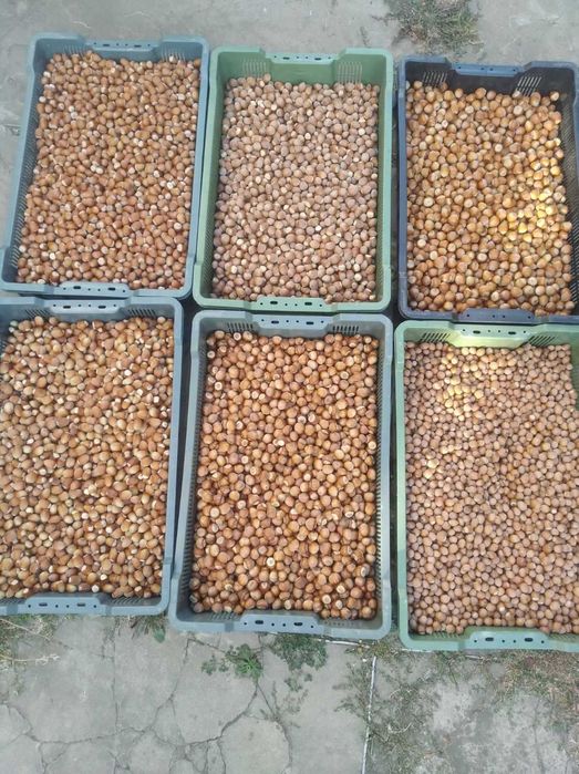 Саджанці-відводки фундука  . дворічні 7 со