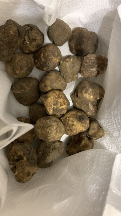 Трюфель чорний білий Італія Абруццо Свіжий гриб