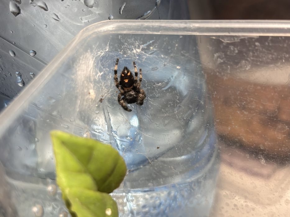 Skakun phidippus