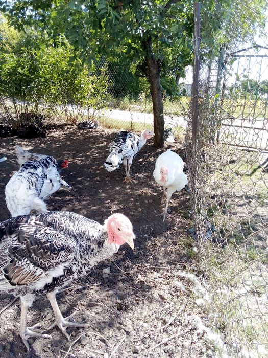Продам рані індики.