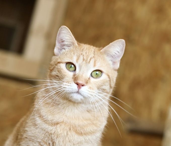 Красавица кошка Фанта, 1,5 годика, кот, котенок