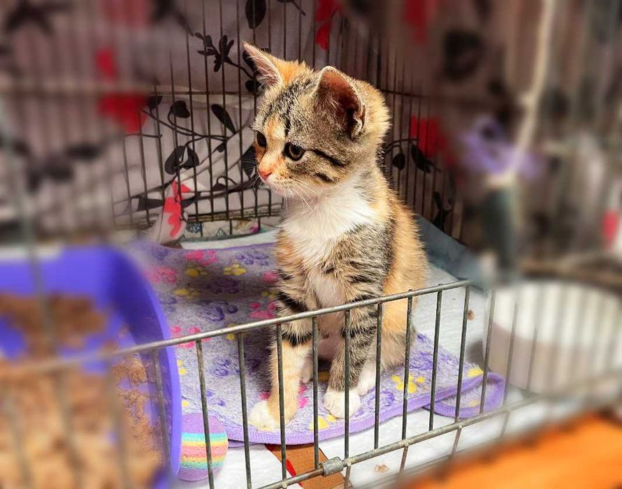 Мультяшна сонячна котодівчинка Моллі (2,5 м) шукає люблячий дім! Кішка