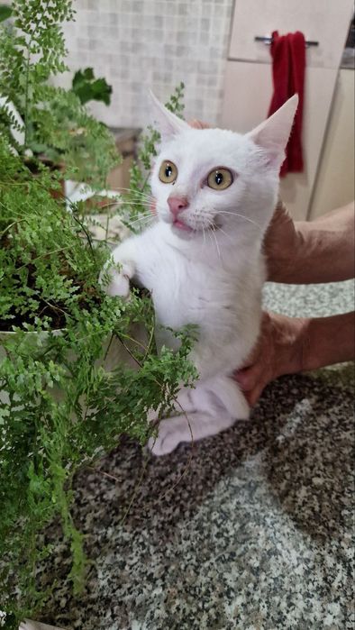 Ищет дом белая кошечка