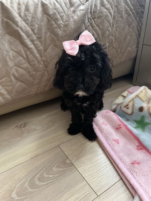 Cudowna suczka cavapoo