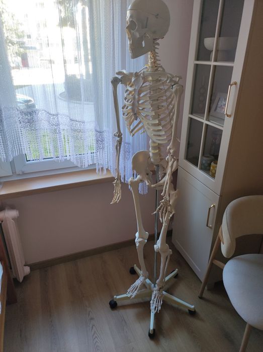 Anatomiczny model szkieletu ludzkiego