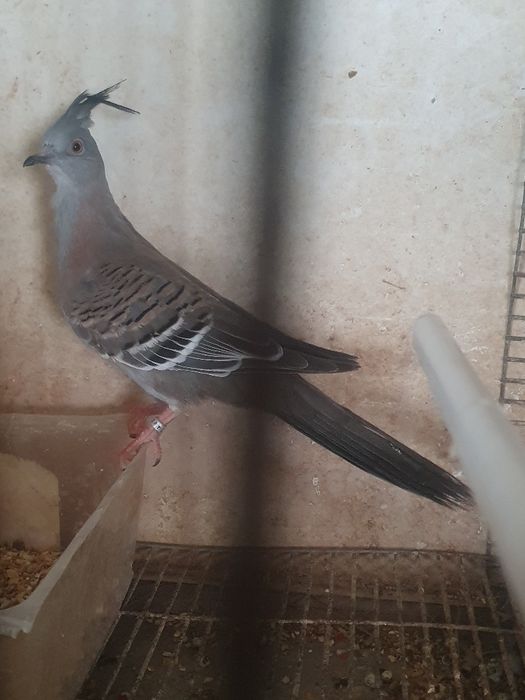 Rola de Crista macho sexado