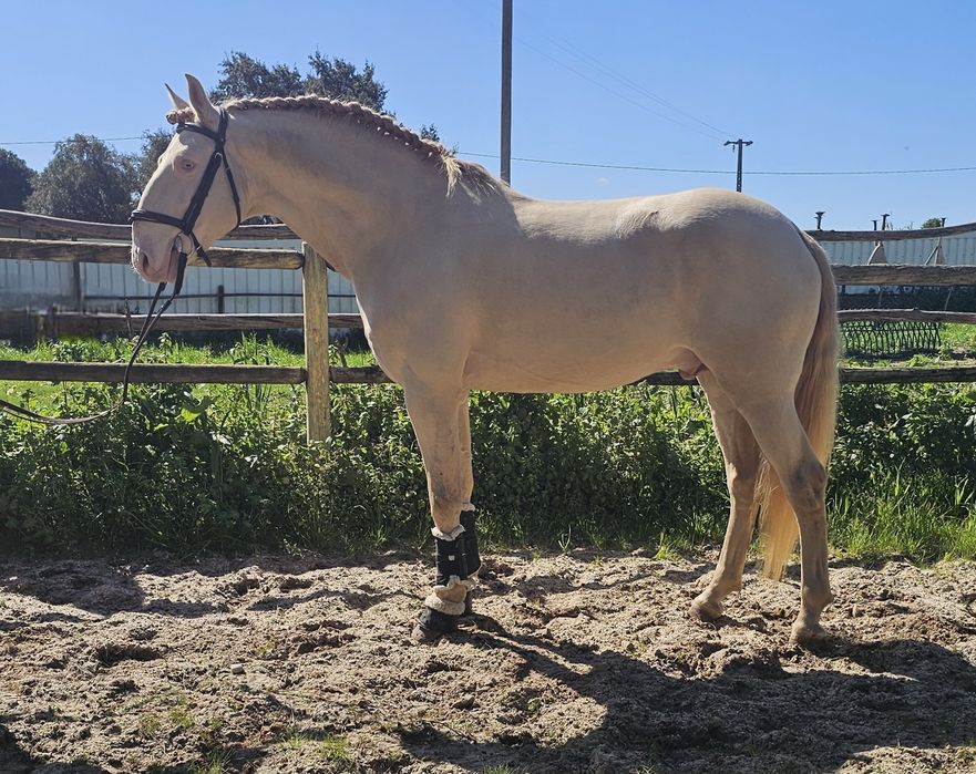 Cavalo  lusitano
