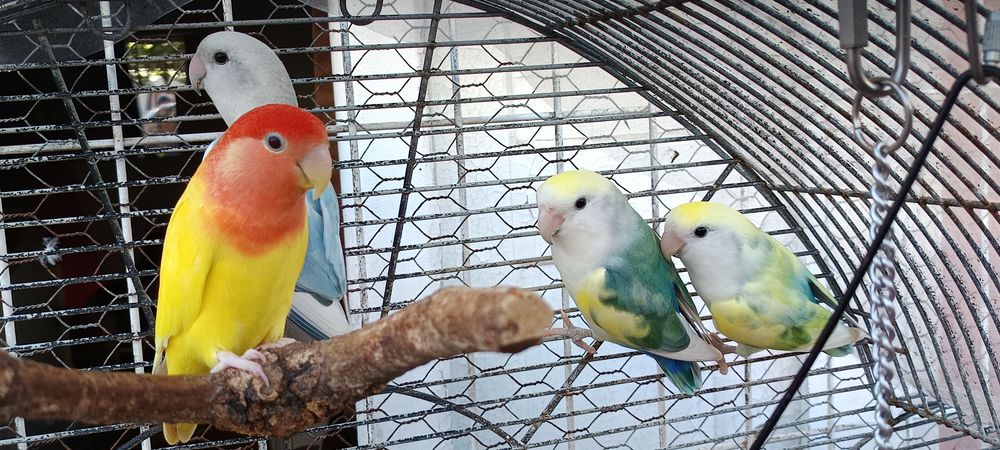 Rosicolis (Love Birds)