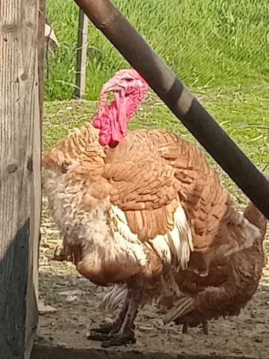 Індичата червоний бурбон