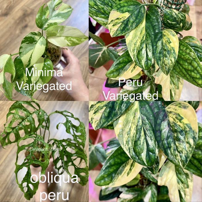 Монстера Full Mint, Peru, Laniata Mint, Frozen