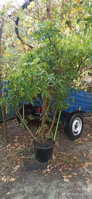 Очень большие фикусы бенджамена и шефлеры для больших помещений