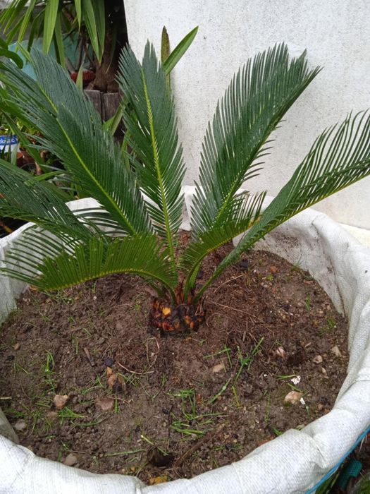 Vendo sica bonita para jardim ou em vaso grande.