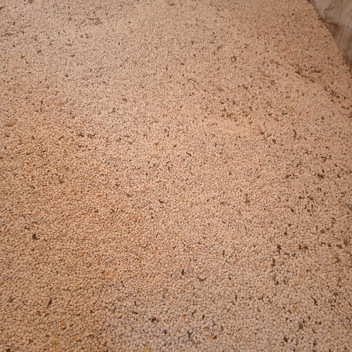 Люпин солодкій сорт Дега