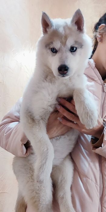 Сибирский хаски! Она шикарна