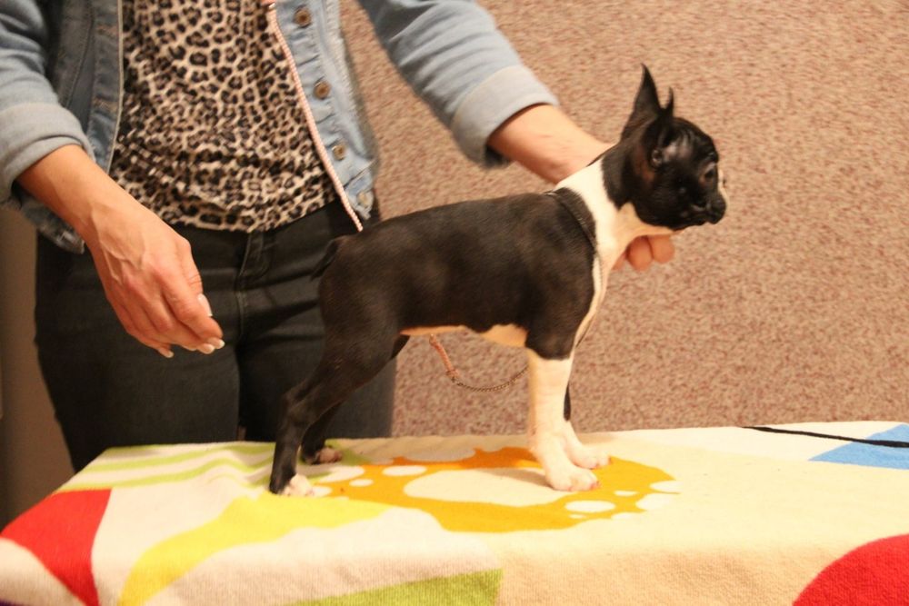 Boston terrier FCI