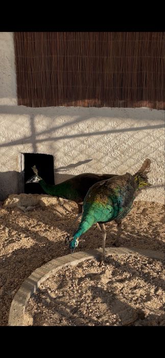 Casal - Pavões spalding (Pavo cristatus X Pavo muticus)