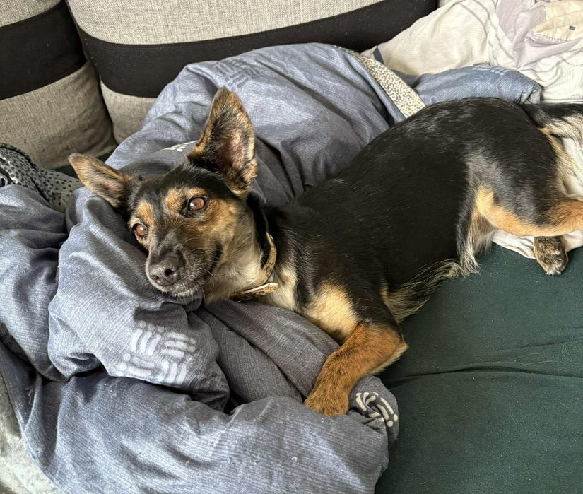 Mała Myszka do adopcji