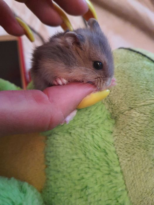 Хомячки, маленькие джунгарики