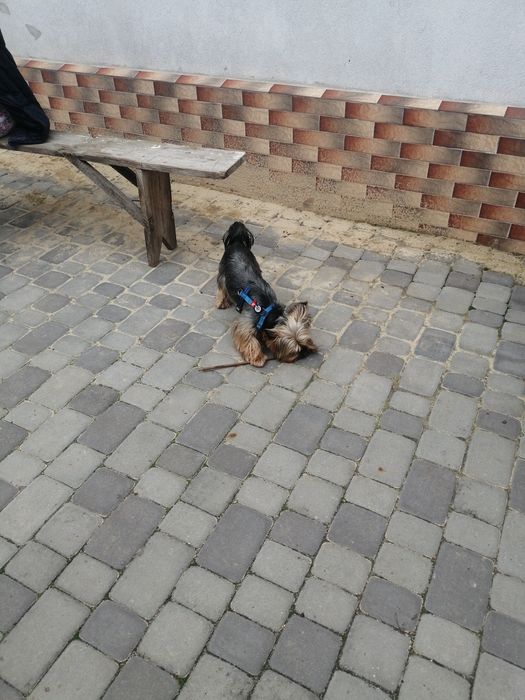 Случка Йорка (родословний) 1000гр