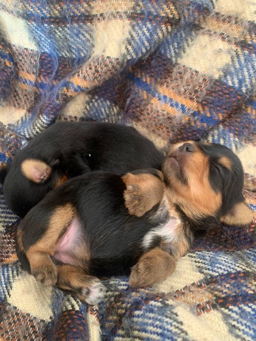 Продаю собачок