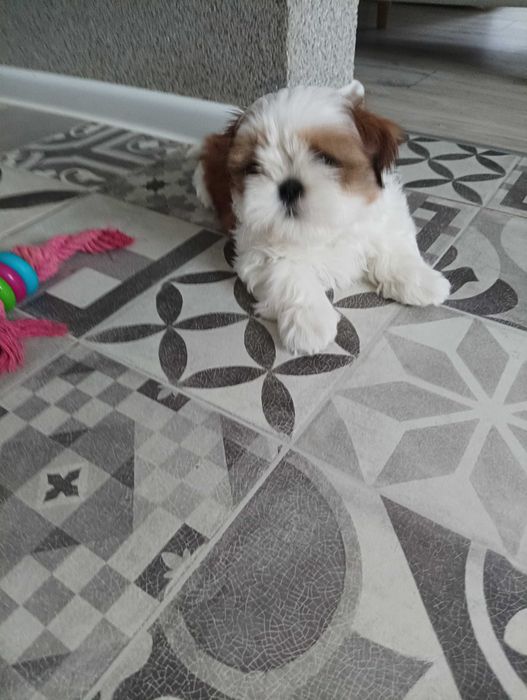 Piękny piesek  z wielopokoleniow rodowodem-zarezerwowane