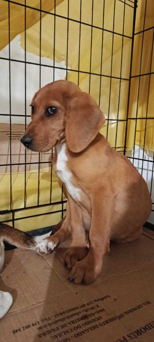 Cão macho bebé de porte pequeno/medio para adoção responsável