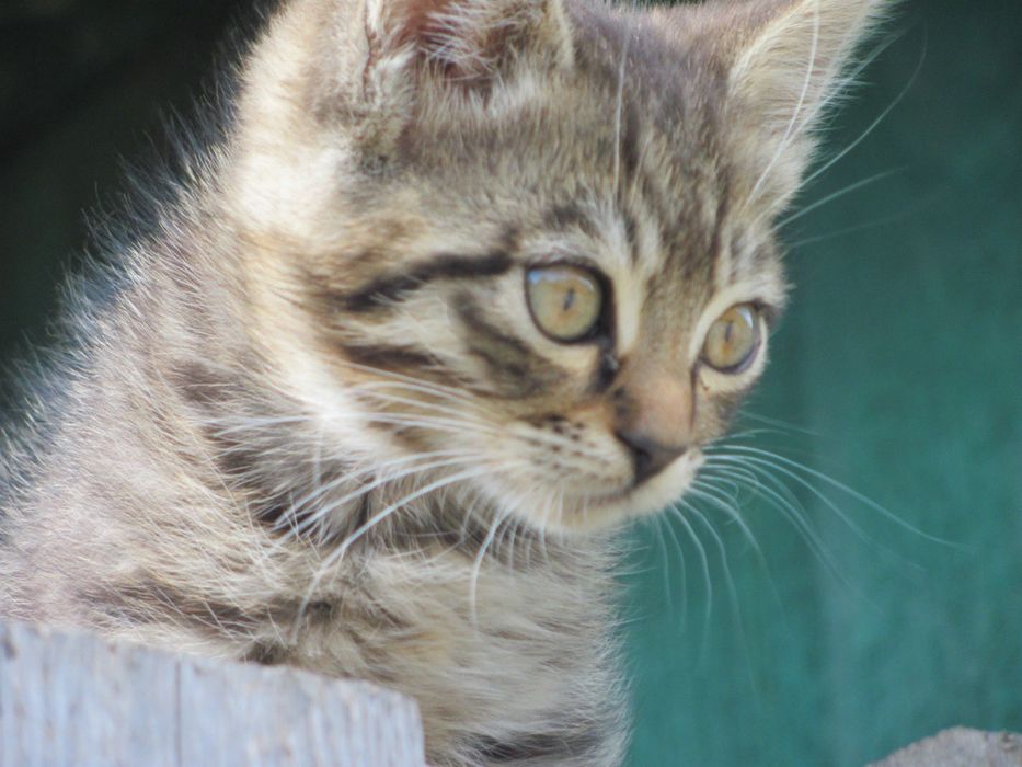 Віддам милих кошенят у добрі руки