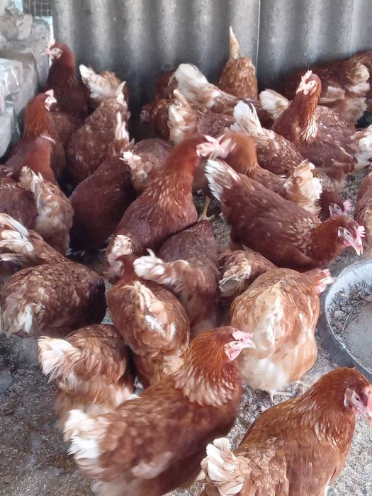 Ломан Браун,молода курочка 5,5 міс