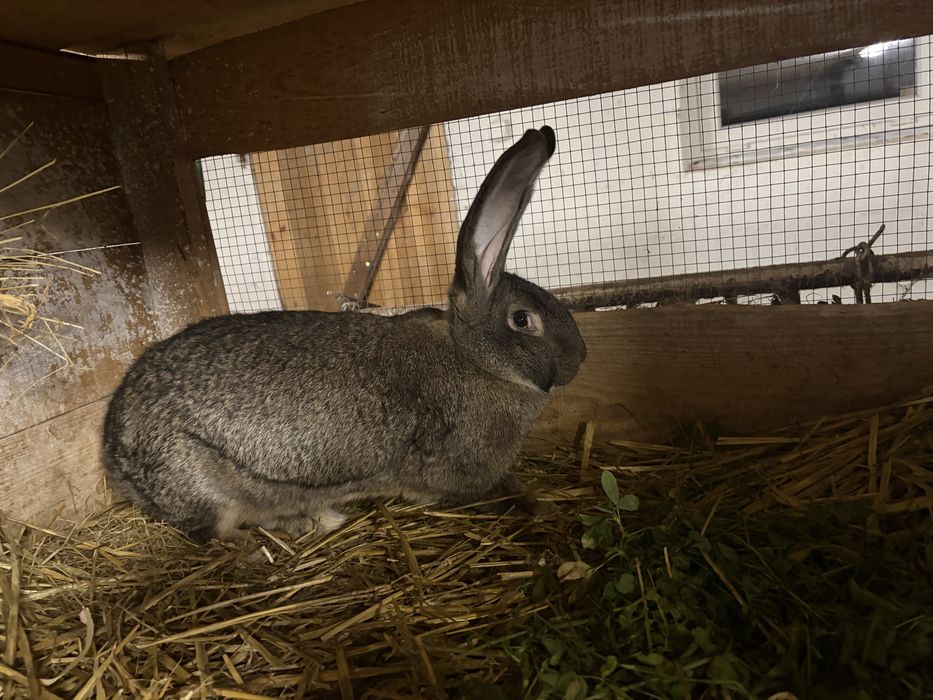 Zwierzęta hodowlane