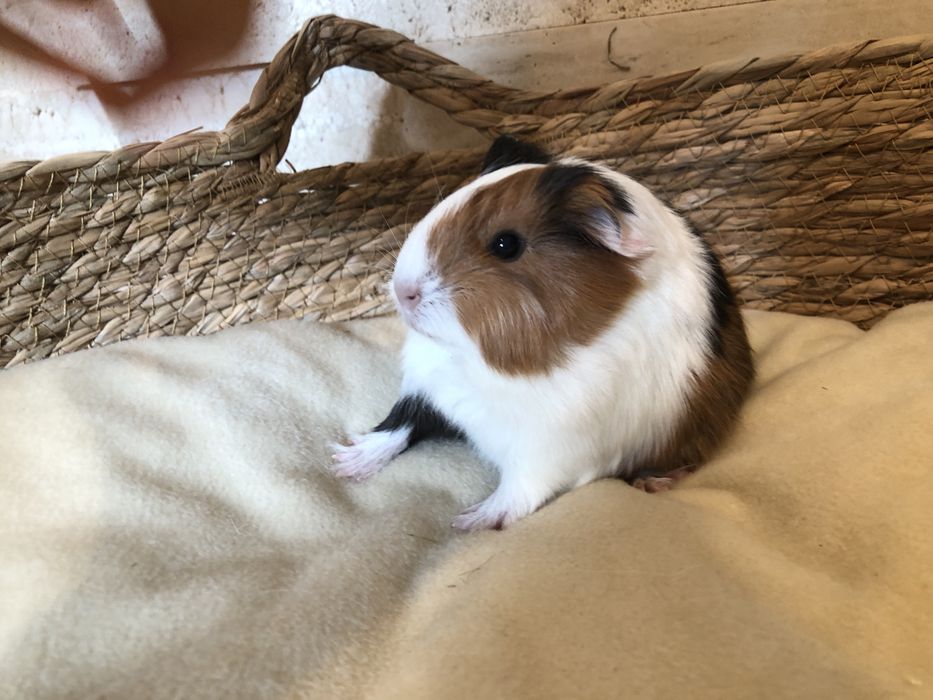 świnki długowłose samce