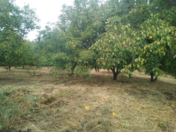 Nozes Franquette,vendo