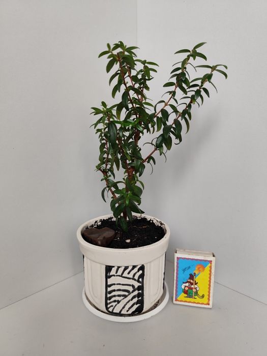 Мирт, вазонки прищепи мирта