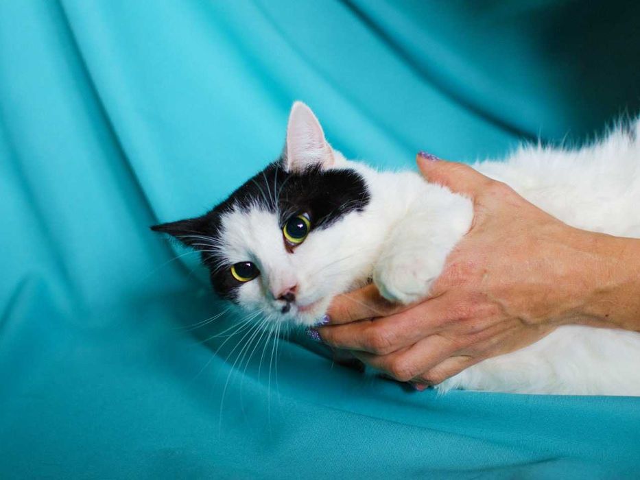 Найніжніша киця Мушка шукає дім, 1 рік, стерилізована, кішка, кошка