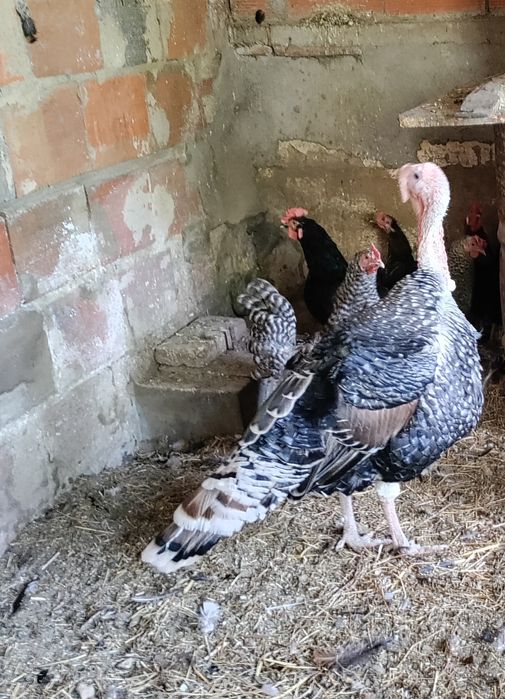 Perus do Campo - Bom porte