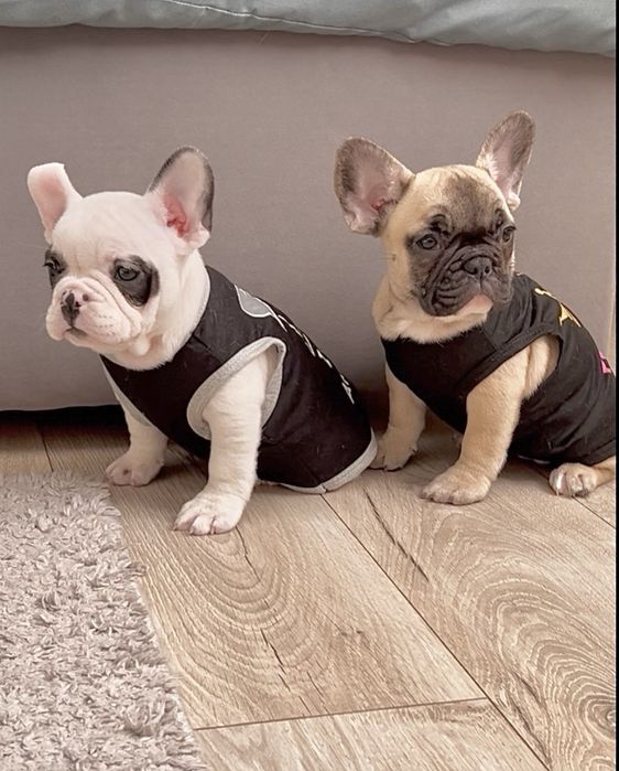 Дівчинка французького бульдога