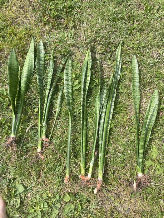 Високоросла сансевєра, санса, сансеверия