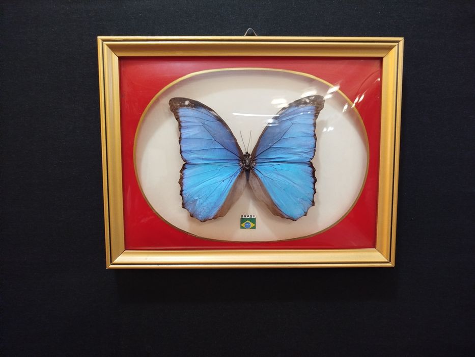 Quadro com Borboleta