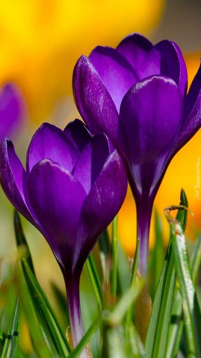 krokusy wielkokwiatowy Flower Record  sadzonki 10 sztuk  pojemniku