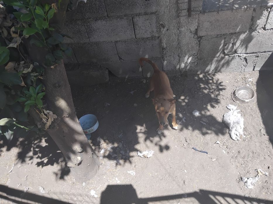 Podenga anã para adopção