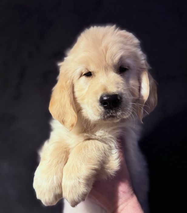 Golden Retriever szczeniak # Genetyka obroza nr 2