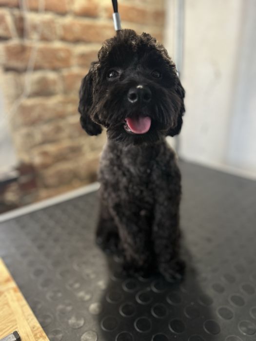 Грумінг собак. Породні стрижки, комплексний догляд.