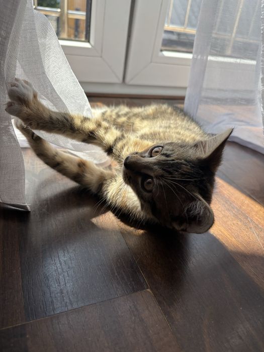Maluszek do adopcji!
