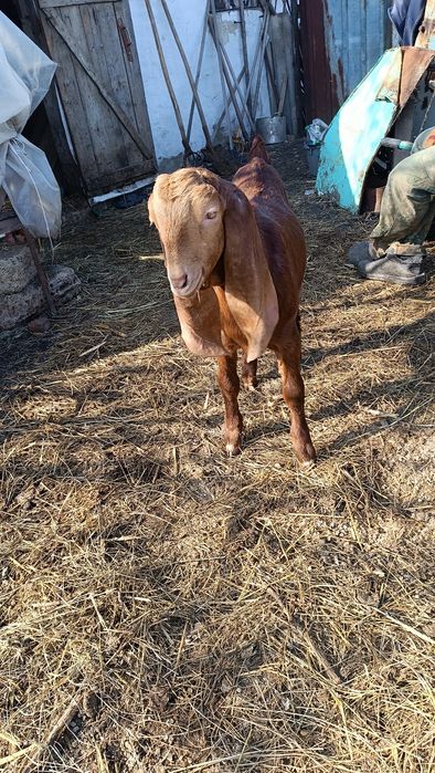 Козы козлы козлята