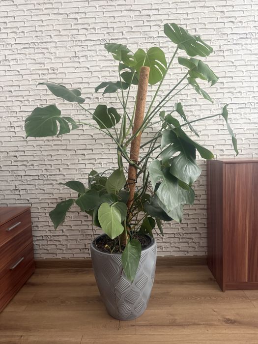monstera szczepki - Dom i Ogrd - wszystko dla domu | OLX